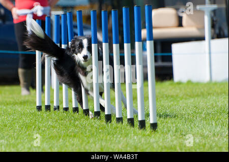 Llanelwedd, Powys, Regno Unito. Il 17 agosto 2018. Dog agilità eventi continua il secondo giorno del Welsh Kennel Club Dog Show tenutosi presso il Royal Welsh Showground, Llanelwedd in Powys, Wales, Regno Unito. © Graham M. Lawrence/Alamy Live News. Foto Stock