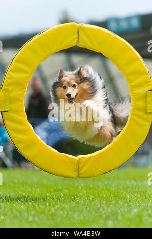 Llanelwedd, Powys, Regno Unito. Il 17 agosto 2018. Dog agilità eventi continua il secondo giorno del Welsh Kennel Club Dog Show tenutosi presso il Royal Welsh Showground, Llanelwedd in Powys, Wales, Regno Unito. © Graham M. Lawrence/Alamy Live News. Foto Stock