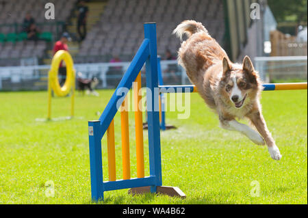 Llanelwedd, Powys, Regno Unito. Il 17 agosto 2018. Dog agilità eventi continua il secondo giorno del Welsh Kennel Club Dog Show tenutosi presso il Royal Welsh Showground, Llanelwedd in Powys, Wales, Regno Unito. © Graham M. Lawrence/Alamy Live News. Foto Stock