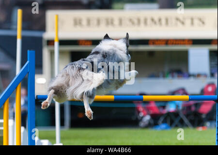 Llanelwedd, Powys, Regno Unito. Il 17 agosto 2018. Dog agilità eventi continua il secondo giorno del Welsh Kennel Club Dog Show tenutosi presso il Royal Welsh Showground, Llanelwedd in Powys, Wales, Regno Unito. © Graham M. Lawrence/Alamy Live News. Foto Stock