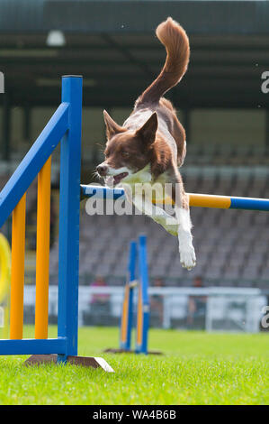 Llanelwedd, Powys, Regno Unito. Il 17 agosto 2018. Dog agilità eventi continua il secondo giorno del Welsh Kennel Club Dog Show tenutosi presso il Royal Welsh Showground, Llanelwedd in Powys, Wales, Regno Unito. © Graham M. Lawrence/Alamy Live News. Foto Stock