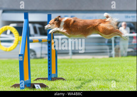 Llanelwedd, Powys, Regno Unito. Il 17 agosto 2018. Dog agilità eventi continua il secondo giorno del Welsh Kennel Club Dog Show tenutosi presso il Royal Welsh Showground, Llanelwedd in Powys, Wales, Regno Unito. © Graham M. Lawrence/Alamy Live News. Foto Stock