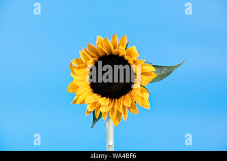 Fotografia creativa di un singolo fiore di girasole nella foto contro un luminoso sfondo blu come il sole che splende in un cielo blu Foto Stock