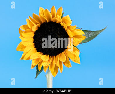 Fotografia creativa di un singolo fiore di girasole nella foto contro un luminoso sfondo blu come il sole che splende in un cielo blu Foto Stock