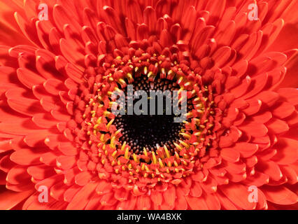 In prossimità di una orange gerbera fiore Foto Stock