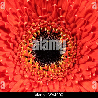 In prossimità di una orange gerbera fiore Foto Stock