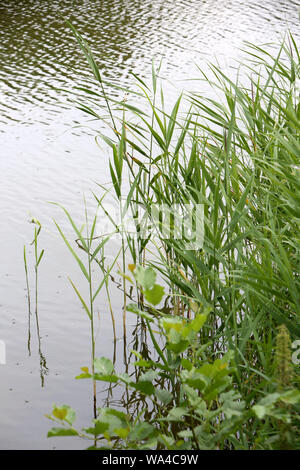 Roseaux en bordure des Etangs de Corot. Ville d'Avray. Foto Stock