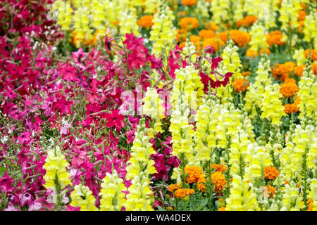 Tabacco fiorente giallo rosso, Nicotiana, Antirrhinum, Mix Snapdragons piante colorate in un letto di fiori, fiori da giardino Foto Stock