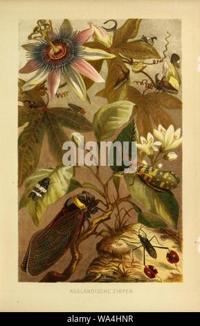 Die Insekten, Tausendfüssler und Spinnen (piastra 19) (9521380193). Foto Stock