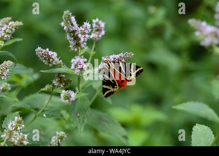 Close up di un Jersey Tiger butterfly, Euplagia quadripunctari, nettare di alimentazione su un fiore. Questo è un giorno-flying moth Foto Stock