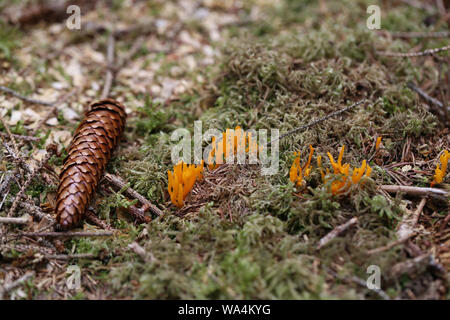 Calocera viscosa, comunemente noto come il giallo stagshorn. Foto Stock