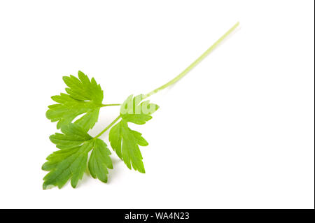 Buttercup (Ranunculus sp.) foglie su sfondo bianco. Foto Stock