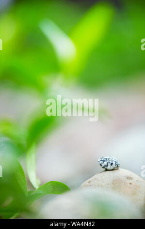 Ciottoli e piante. Focus sul piccolo ciottolo. Foto Stock