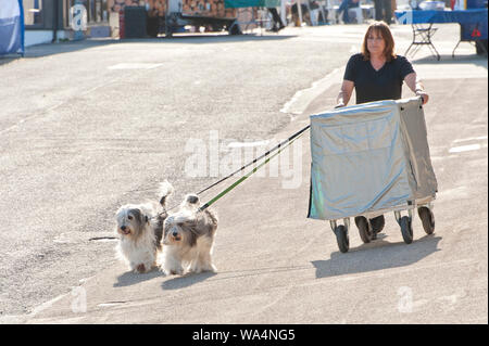 Llanelwedd, Powys, Regno Unito. 17 Ago, 2018. Il secondo giorno del Welsh Kennel Club Dog Show tenutosi presso il Royal Welsh Showground, Llanelwedd in Powys, Wales, Regno Unito. Credito: Graham M. Lawrence/Alamy Live News Foto Stock