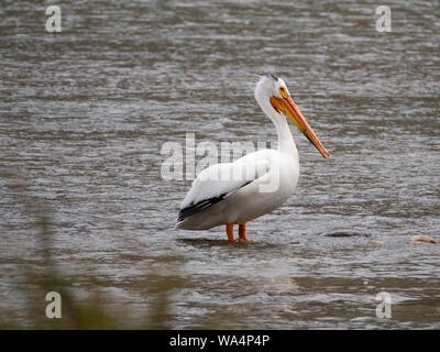 Close up di un singolo americano bianco Pelican in piedi la Madison River in Montana. Foto Stock