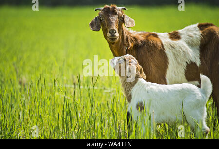 Le pecore Foto Stock