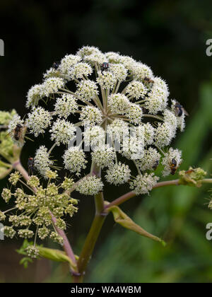 Wild Angelica Angelica sylvestris Norfolk Agosto Foto Stock