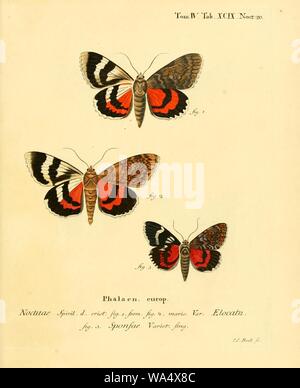 Die Schmetterlinge in Abbildungen nach der Natur Foto Stock
