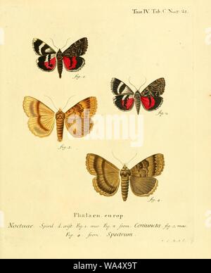 Die Schmetterlinge in Abbildungen nach der Natur Foto Stock