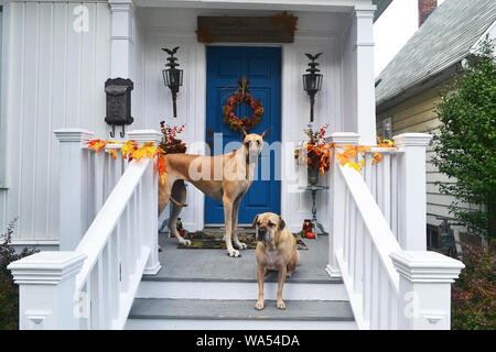 Due cani, uno alto di altre piccole, in piedi sul portico anteriore su una vecchia casa bella verniciato bianco Foto Stock