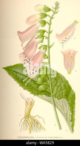 Digitalis purpurea (Nordens Flora). Foto Stock