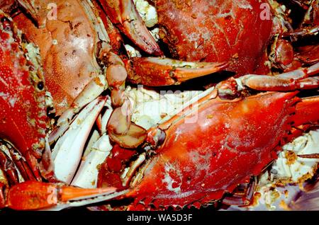 FESTA del mare: Questi granchi rossi sono serviti caldi ad un festival di pesce del Maryland. Foto Stock