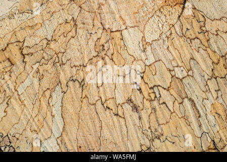 Texture, gli anelli di un albero e il taglio di legname segato fresco tronco di albero Foto Stock