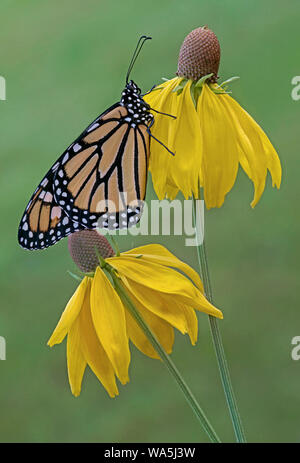 Adulto farfalla monarca (Danaus plexippus) sulla testa grigia Coneflower (Ratibida pinnata), USA orientale, da saltare Moody/Dembinsky Foto Assoc Foto Stock