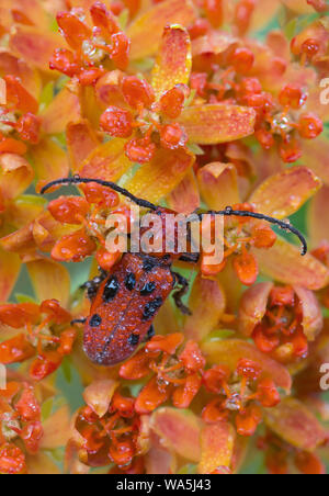 La rugiada-coperto Rosso Milkweed Beetle (Tetraopes tetrophthalmus) sui fiori di Butterfly Weed (Asclepias tuberosa), Orientale degli Stati Uniti Foto Stock