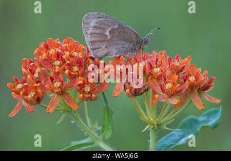 Ringlet butterfly (Coenonympha tullia) alimentazione sulla farfalla (Milkweed Asclepias tuberosus), Orientale degli Stati Uniti, da saltare Moody/Dembinsky Foto Assoc Foto Stock