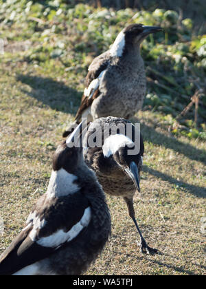 Giovani gazze Foto Stock