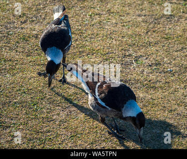 I giovani Magpies che picchiarono a terra per il cibo Foto Stock