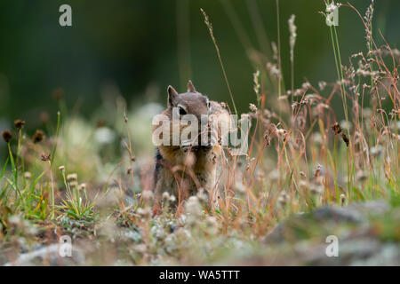 Golden Mantled Scoiattolo di terra di mangiare sul Mt Washburn Parco Nazionale di Yellowstone, Wyoming Foto Stock