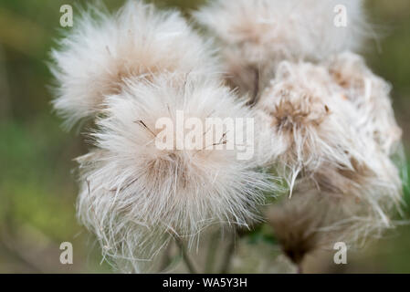 Fiore di cardo testa con soffici semi closeup Foto Stock