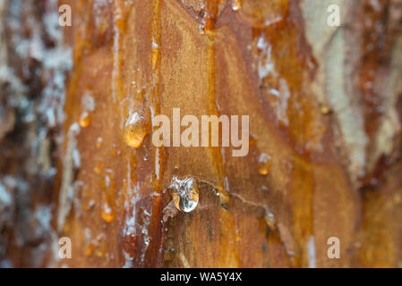 Goccia di resina di pino sul tronco di albero closeup Foto Stock