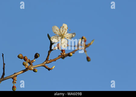 Albicocca frutta albero fiorisce in primavera in Italia nome latino Prunus armeniaca rosaceae fiori bianchi e stami gialli in primavera Foto Stock