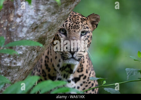 Un maschio maturo Leopard in Nagarhole National Park, India Foto Stock