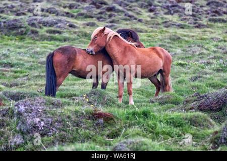 Cavalli islandesi toelettatura ogni altro vicino Akureyri, Islanda. Foto Stock