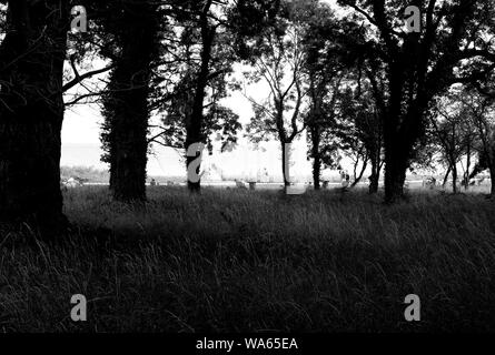 La spiaggia balneare a Osborne House attraverso gli alberi Foto Stock