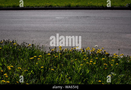 Fiore giallo di un impianto di tarassaco Taraxacum officinale aka tarassaco ordinario cresce su un terreno. Il perseguimento della vita. Foto Stock