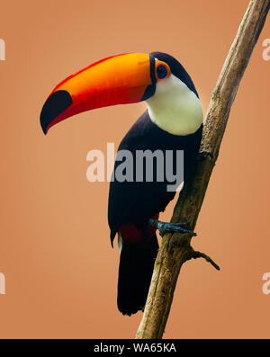 Toco toucan seduto su un ramo isolato su sfondo di pesche Foto Stock