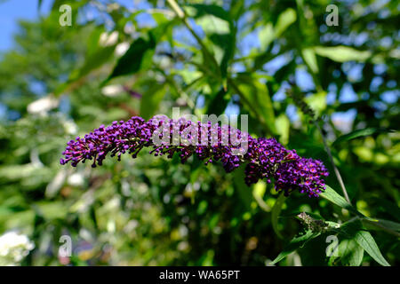 Viola o Buddliea Buddleja fiori che sbocciano in un cottage Inglese giardino Foto Stock