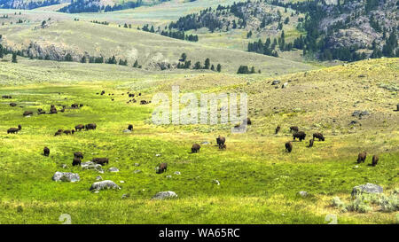 Ripresa a tutto campo di una mandria di bisonti pascolare nel yellowstone Foto Stock