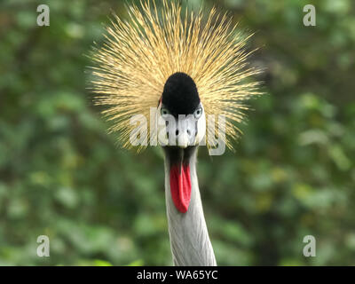 Close up di un Grey Crowned Crane rivolta verso la telecamera Foto Stock