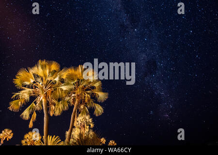 Illuminata Palm Tree e il cielo notturno con le stelle e la Via Lattea in Palmwag, Namibia Foto Stock