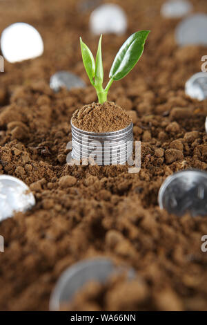 Money tree with coins Stock Photo