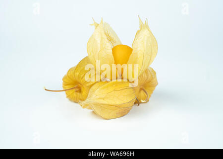 Cape gooseberry (physalis) isolato su sfondo bianco Foto Stock