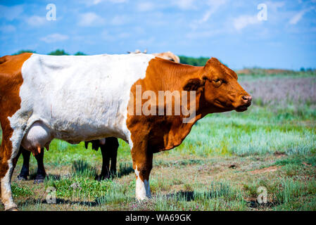 Rosso bianco marrone vacca a sud la steppa. Foto Stock