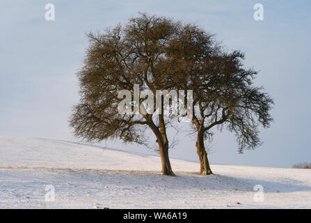 Due alberi sfrondato in piedi in un romantico e sereno paesaggio innevato Foto Stock