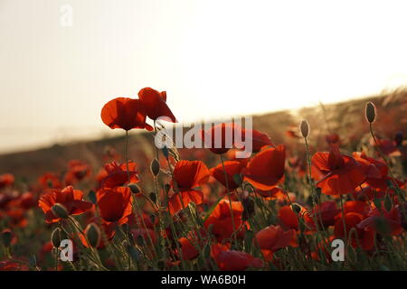 Campo rosso del papavero Foto Stock